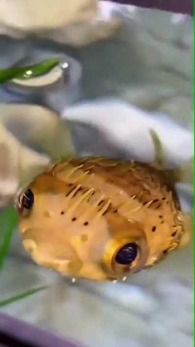 This puff fish blowing out water