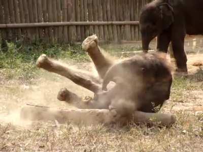 Surprised Baby Elephant