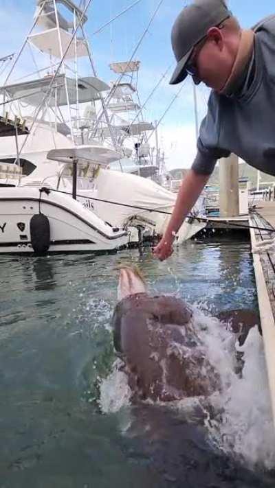 Monster fish appears out of nowhere