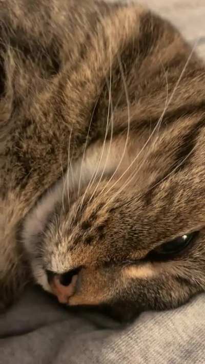 old lady purrs 🥰