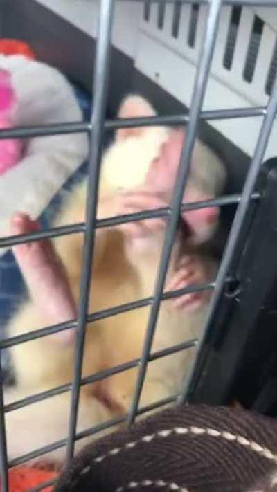 So much little pink squishy