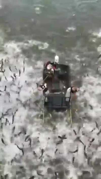 Can fishing get easier than that