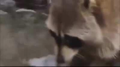 Racoon's cotton candy dissolves in water and gets sad.