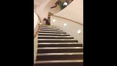 WCGW going down a flight of stairs using a toy horse