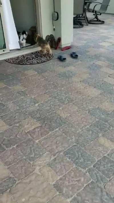 16 year old dog meets my 5 month pup