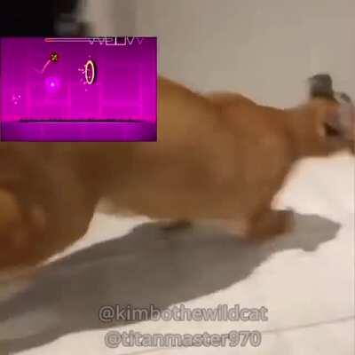 No way!✔ we do a little trolling! bingus spotted 3am !!🤣🤣