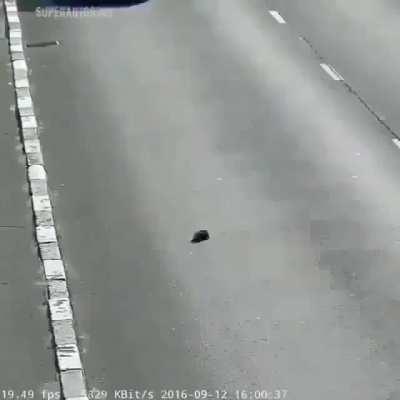 Confused puppy gets saved from fast moving traffic