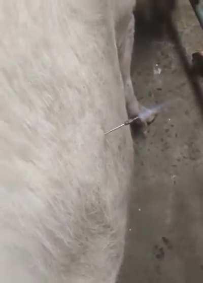 This is how excessive bloating in cattle is treated.