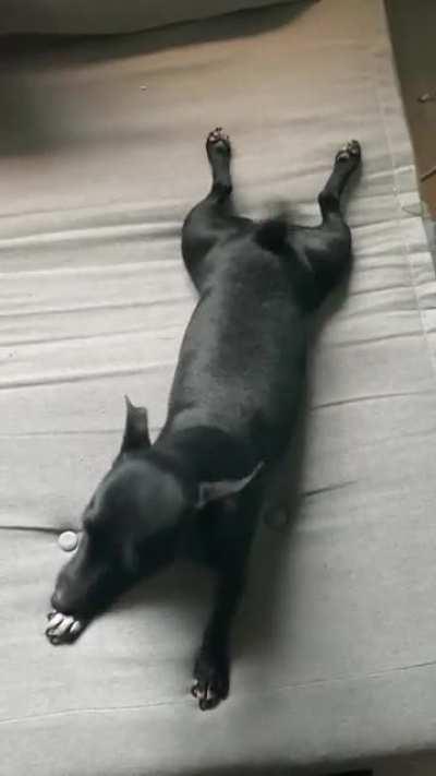 Cutest sploot