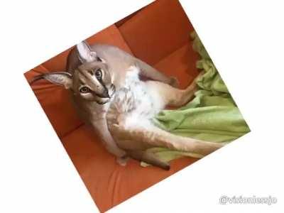 One floppa to RULE all Fridays