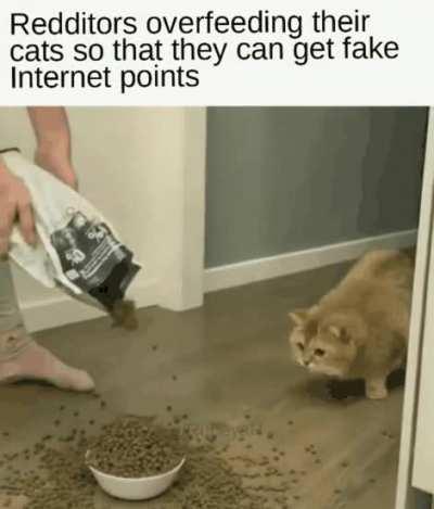 I feel bad for all those cats