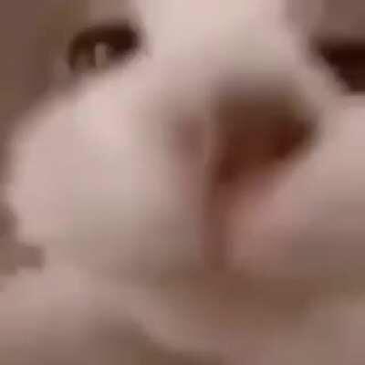 Gotta kiss the homies goodnight. (No homo)