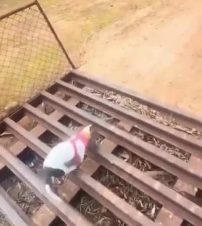 The difference between a dog and a cat