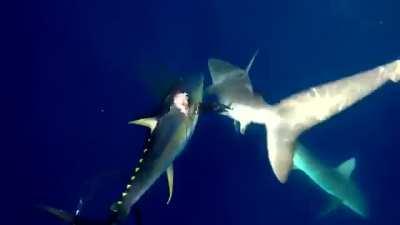 Guy fight off two sharks