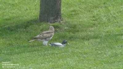 Hawk's reaction to a wooden mallard