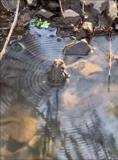 Sennin mode activated IRL