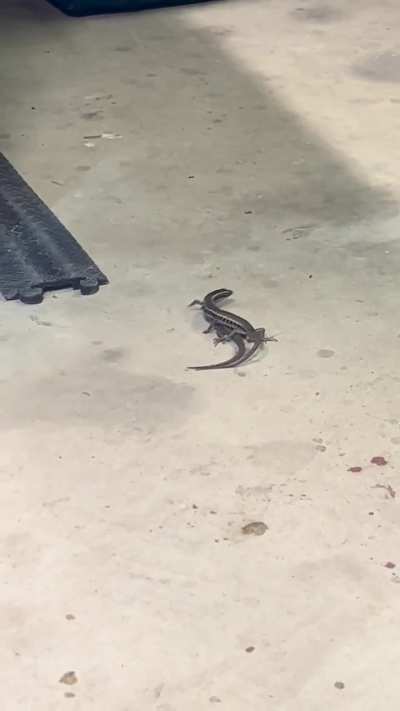 2 lizards rooting in my workshop