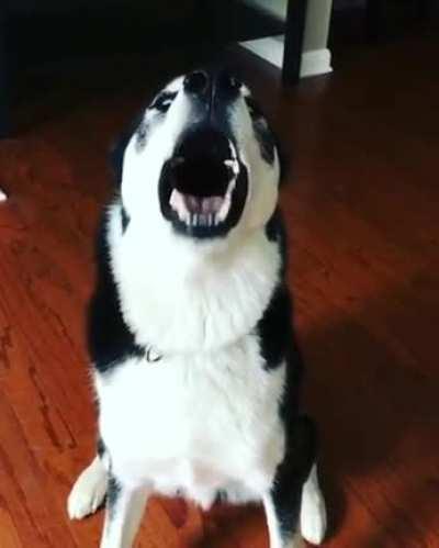 Are not. I didn't spoil it, I didn't bite anything. Definitely a cat bite. I swear