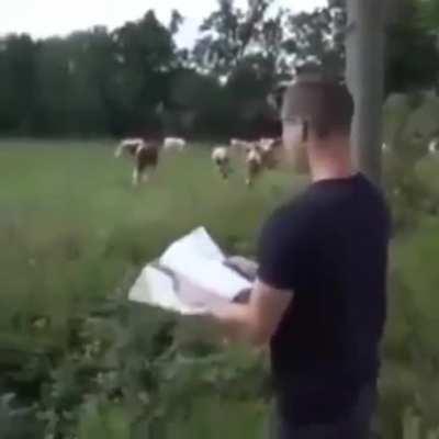 The man who talked to cows