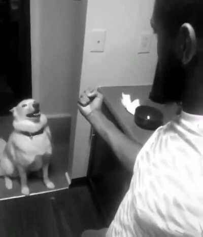 Of course it’s a husky