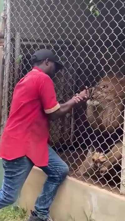 Man feeds friendly lion