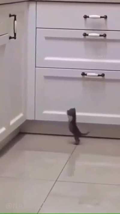 The biggest heart, the littlest jump.