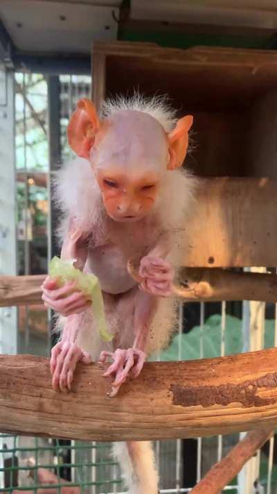 NGL, I'm kinda guessing this is a monkey