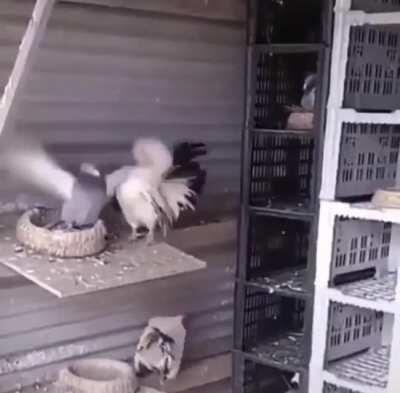 Rooster developing CTE real-time