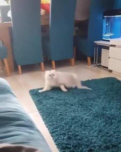 This is why I love cats.