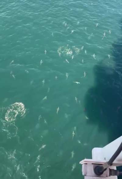Workers on an oil rig off the Gulf of Mexico have witnessed a spectacular sight, with dozens of sharks circling the waters below