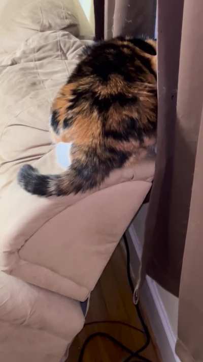 Artemis is not happy with the cat outside