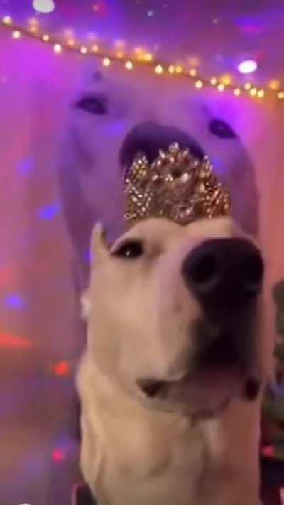 This is the cutest thing ive ever seen