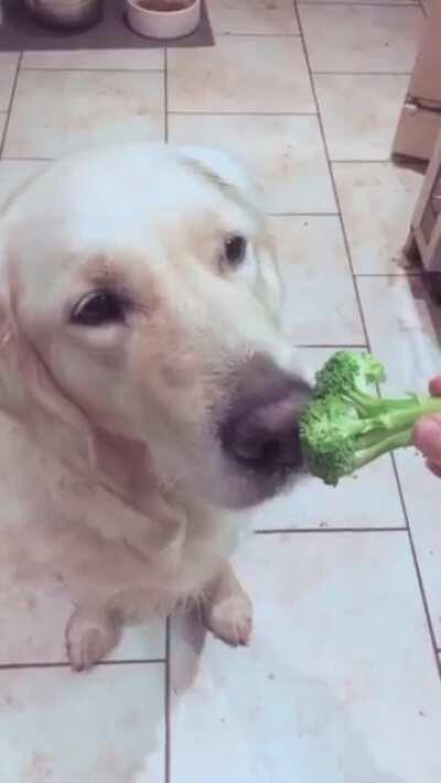 Doggo cronching veg