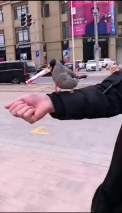 Great ethics your bird has...