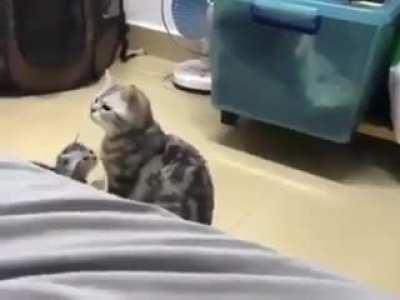 Do I have a baby you said?