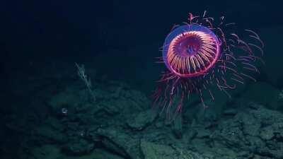Jellyfish in the deep sea