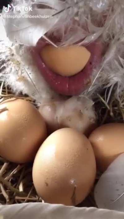 Who came first... the egg or the chicken?