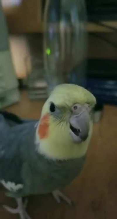 bIrB iS TiReD oF HuMaN aNd eAtS HiM