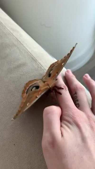 Polyphemus moth that just emerged today!