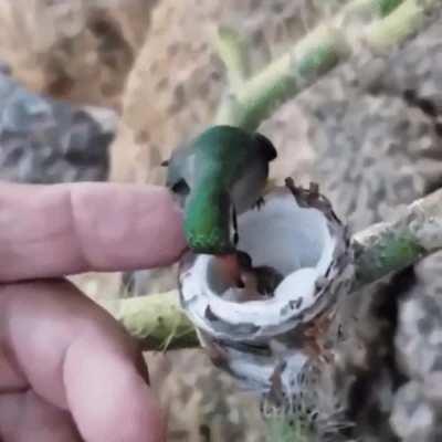 Size comparison of hummingbird chicks to adults (& Finger to scale)