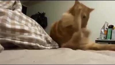 Kitty.exe has encountered an error