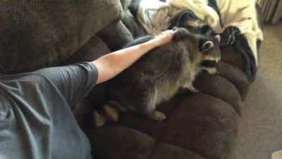 You are not done petting the Raccoon till the Raccoon says you are!