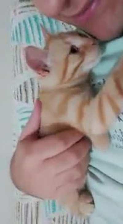 Just got him today, he is little ball of love. Meet Jeff!