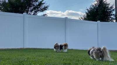 Shih Tzu stalking her brother :)