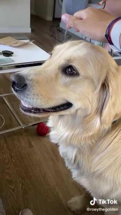 Just pet the damn dog!