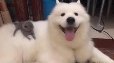 KiTtEn DiEs Of EaRtHqUaKe