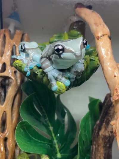 🔥 Amazon Milk Frog