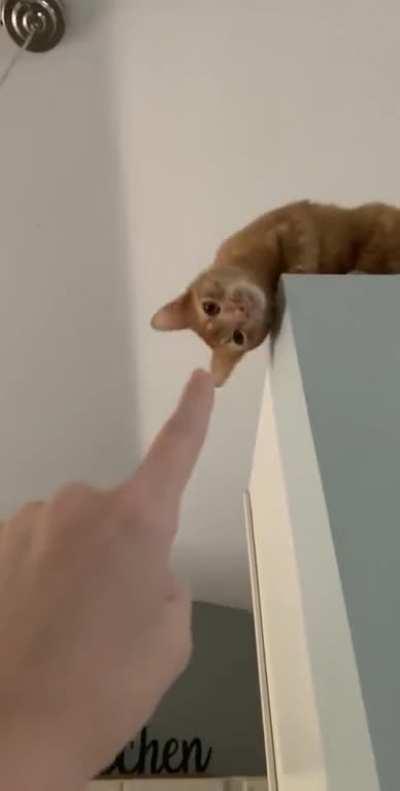 Cat just doesn't want to listen...