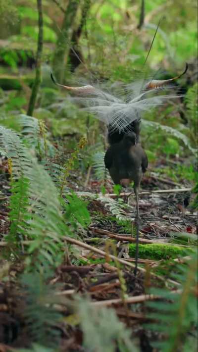 The Lyrebird is an Australian bird famous for perfectly mimicking natural and artificial sounds. It is also known for the male’s beautiful lyre-shaped tail used in courtship displays.