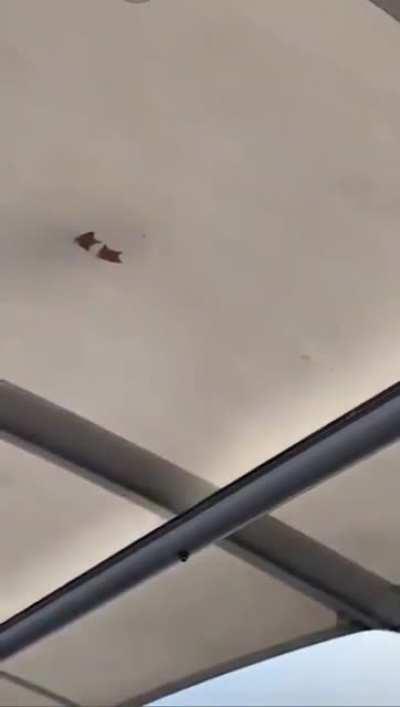 Ducks on a cold glass roof.